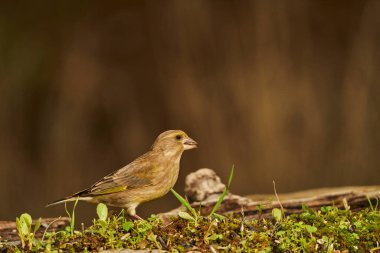  Avrupa yeşil ispinozu (Chloris chloris) tünemiştir                              