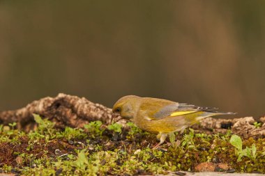  Avrupa yeşil ispinozu (Chloris chloris) tünemiştir                              