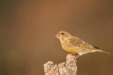 Bir ağaç gövdesine tünemiş Avrupa ispinozu (Chloris chloris)                               