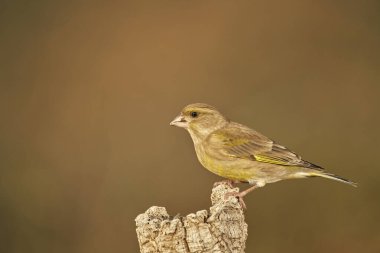 Bir ağaç gövdesine tünemiş Avrupa ispinozu (Chloris chloris)                               
