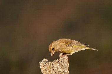Bir ağaç gövdesine tünemiş Avrupa ispinozu (Chloris chloris)                               