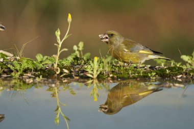 Bir ağaç gövdesine tünemiş Avrupa ispinozu (Chloris chloris)                               