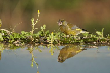 Bir ağaç gövdesine tünemiş Avrupa ispinozu (Chloris chloris)                               