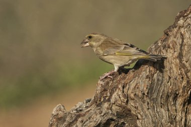 Bir ağaç gövdesine tünemiş Avrupa ispinozu (Chloris chloris)                               