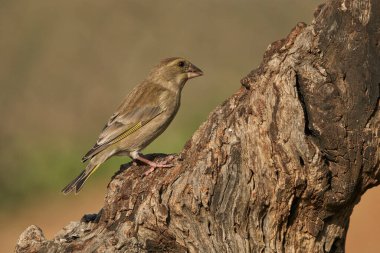 Bir ağaç gövdesine tünemiş Avrupa ispinozu (Chloris chloris)                               
