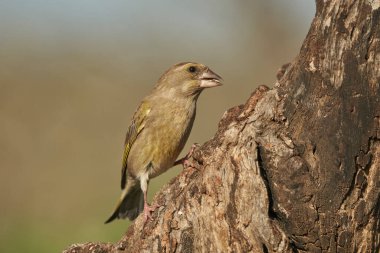 Bir ağaç gövdesine tünemiş Avrupa ispinozu (Chloris chloris)                               