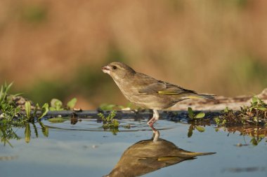Avrupa yeşil ispinozu (Chloris chloris) tünemiştir                               