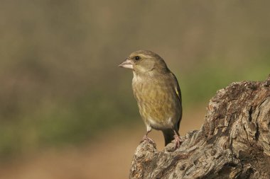 Avrupa yeşil ispinozu (Chloris chloris) tünemiştir                               