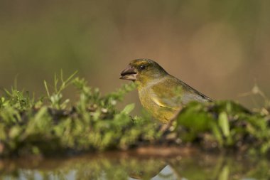 Avrupa yeşil ispinozu (Chloris chloris) tünemiştir                               