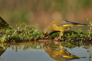Avrupa yeşil ispinozu (Chloris chloris) tünemiştir                               