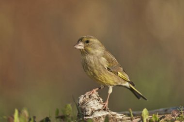 Avrupa yeşil ispinozu (Chloris chloris) tünemiştir                               