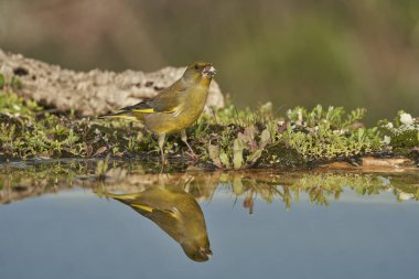 Gölette Avrupa yeşil ispinozu (Chloris chloris)                               