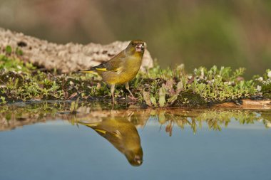 Gölette Avrupa yeşil ispinozu (Chloris chloris)                               