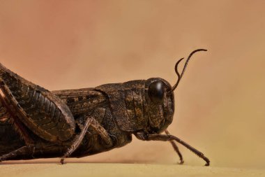 Yerdeki çekirge uç makro                               