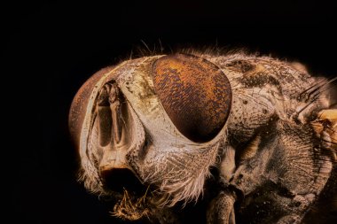 Uç makroda uç uç uç                               