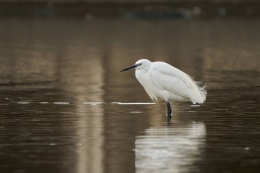 Büyük balıkçıl (Ardea alba) olarak da bilinir.)                               
