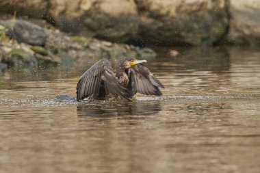 Büyük karabatak (Phalacrocoracidae) su kuşu                               