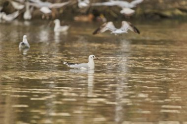 Siyah başlı martı (Chroicocephalus ridibundus, eski adıyla Larus ridibundus))                               
