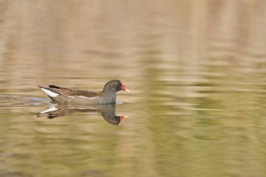 Yaygın moorhen veya gallinule (Gallinula kloropus))                               