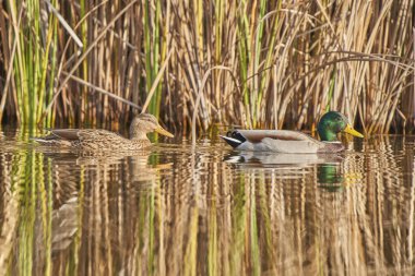 yaban ördeği veya yaban ördeği (Anas platyrhynchos)                               