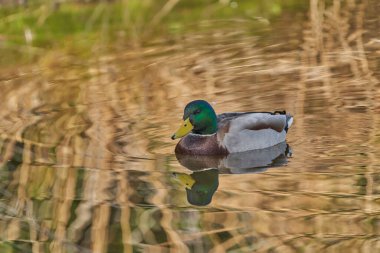 yaban ördeği veya yaban ördeği (Anas platyrhynchos)                               