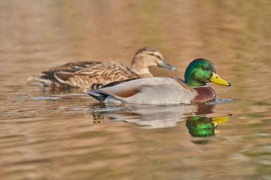 yaban ördeği veya yaban ördeği (Anas platyrhynchos)                               