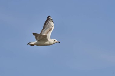 Siyah başlı martı (Chroicocephalus ridibundus, eski adıyla Larus ridibundus))                               