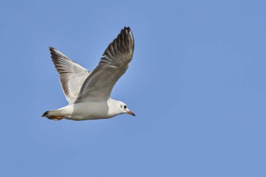 Siyah başlı martı (Chroicocephalus ridibundus, eski adıyla Larus ridibundus))                               