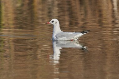 Siyah başlı martı (Chroicocephalus ridibundus, eski adıyla Larus ridibundus))                               