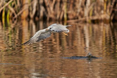 Siyah başlı martı (Chroicocephalus ridibundus, eski adıyla Larus ridibundus))                               