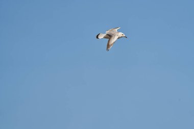 Siyah başlı martı (Chroicocephalus ridibundus, eski adıyla Larus ridibundus))                               