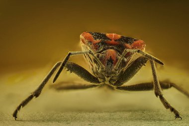 Çiçekteki tohum böceği                               