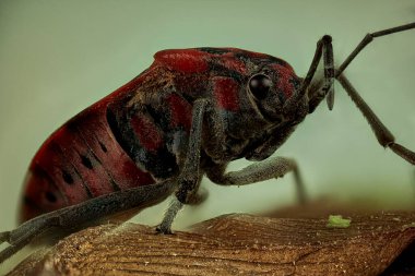 Çiçekteki tohum böceği                               