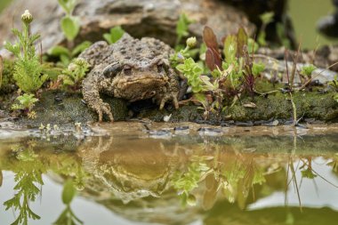 Ortak kurbağa ya da Avrupa Kurbağa (Bufo bufo)                               
