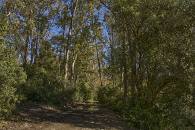 Orman yolu yağmurlarla doldu.                             