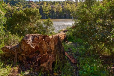  göl ve orman kışın                              