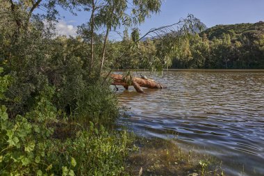 Bir kaplumbağayla gölde devrilmiş bir ağaç.                             