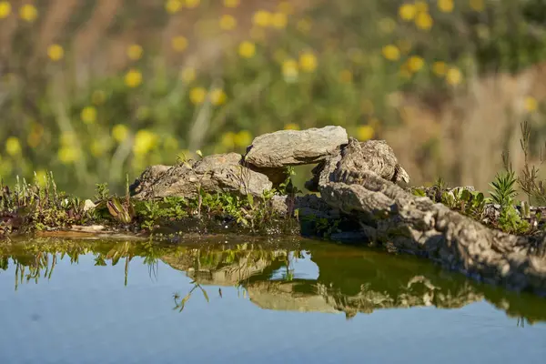  Taşlar ve kütüklerle dolu göl kıyısı                              