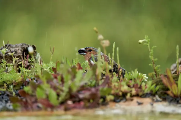 Parkın göletinde yaygın olarak rastlanan (Fringilla coelebs)                               