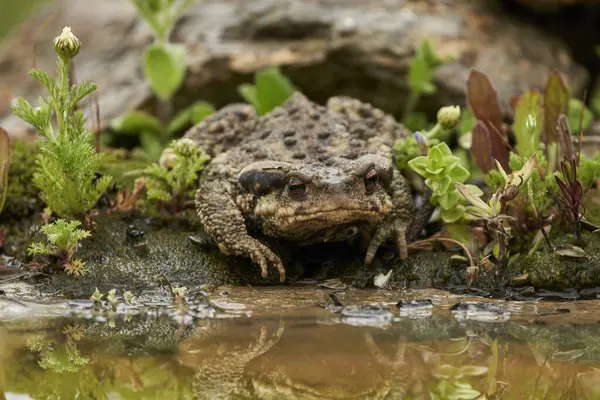 Ortak kurbağa ya da Avrupa Kurbağa (Bufo bufo)                               
