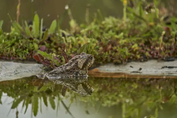 Ortak kurbağa ya da Avrupa Kurbağa (Bufo bufo)                               
