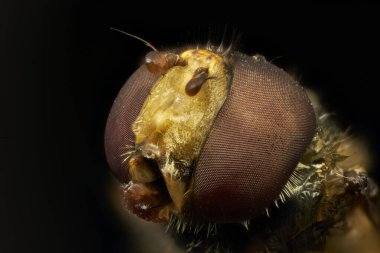  Yaygın sinek kafası uç makro                              