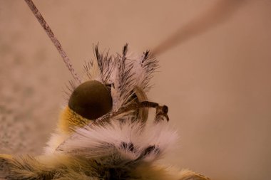 Bir kelebeğin kafasının ayrıntıları                               