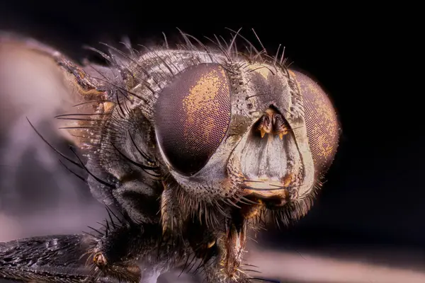  Yaygın sinek kafası uç makro                              