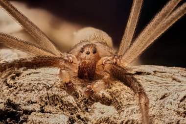  kahverengi keşiş örümceği (loxosceles reclusa)                              