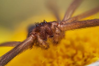  kahverengi keşiş örümceği (loxosceles reclusa)                              