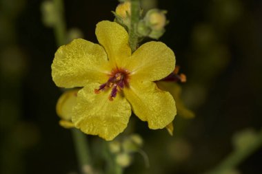 Yeşil kök ile sarı çiçek                               