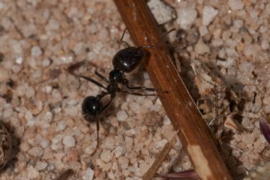   Granivorous karıncaları yuvalarına tohum taşıyorlar.                             