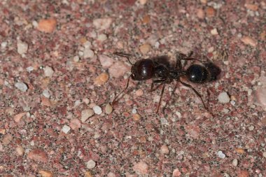   Granivorous karıncaları yuvalarına tohum taşıyorlar.                             