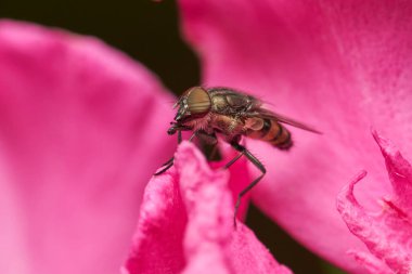 Pembe bir çiçekte mavi sinek                               